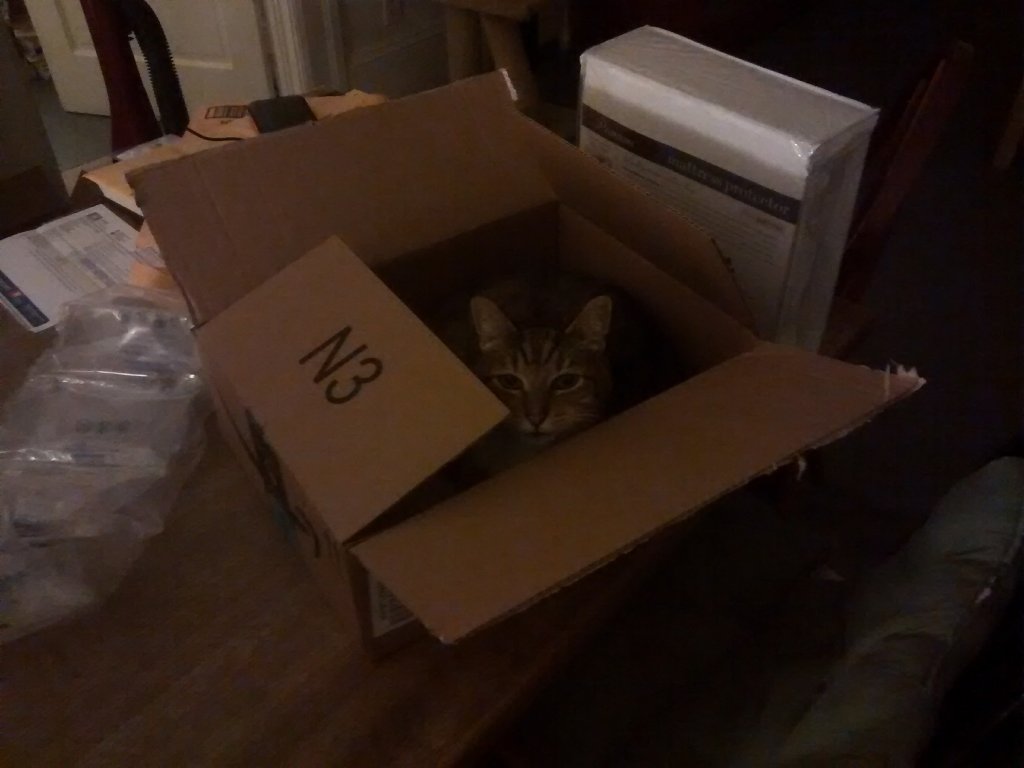 Flip the cat being cute in a box playing